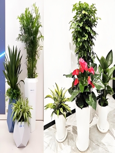 宁波前湾绿植租摆服务好